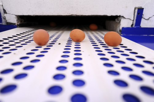 EFSA: Ouăle și carnea de pui nu au urme de hormoni și antibiotice 
